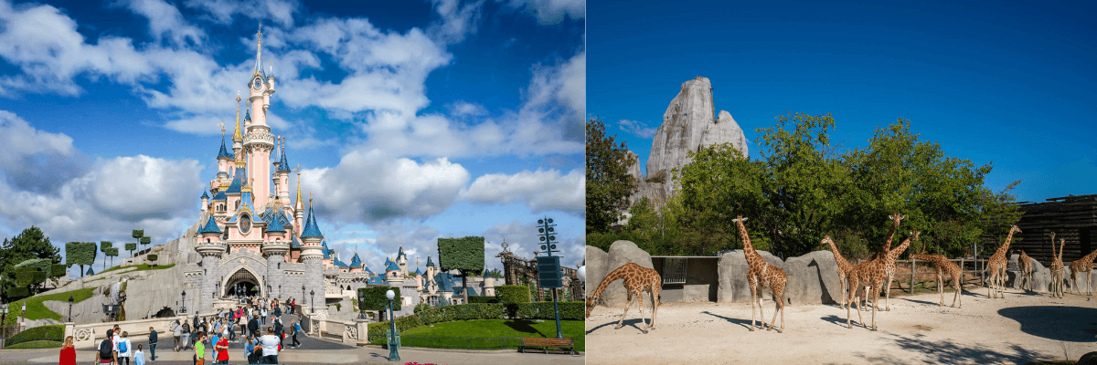 Disneyland And Paris Zoo Combo
