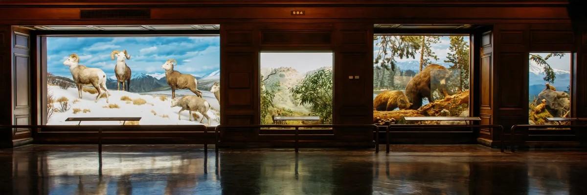 Hall of Mammals