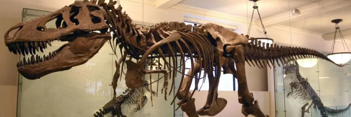 Natural History Museum Fossil Hall