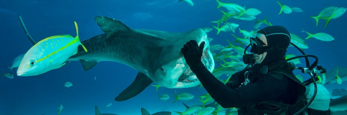 Shark Lagoon Aquaventure Dubai New