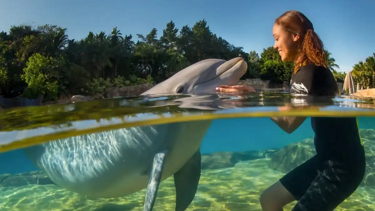 Discovery Cove Orlando Dolphin Swim