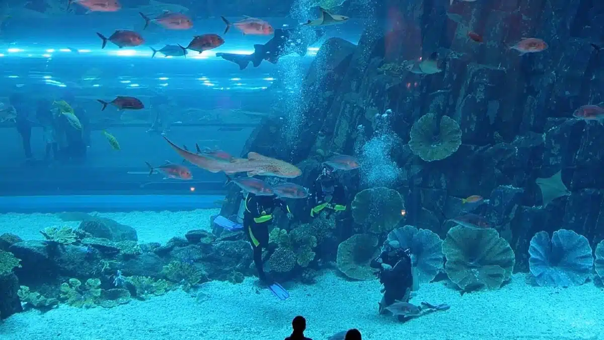 Diving-expereince||Snorkeling Dubai Aquarium news|Shark Walker (Cage) |Discover Scuba Diving