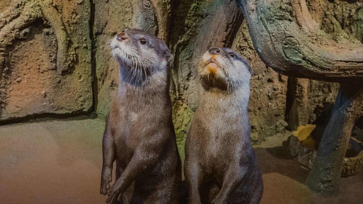 Dubai Aquarium Otter Encounter||Dubai Aquarium Otter Encounter Tickets