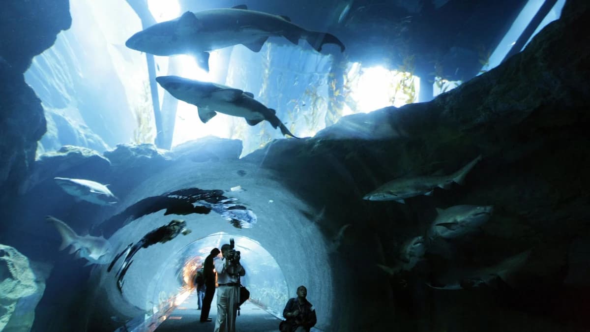 Dubai-Aquarium-Shark-Encounter|||Dubai Aquarium Shark Encounter Tickets