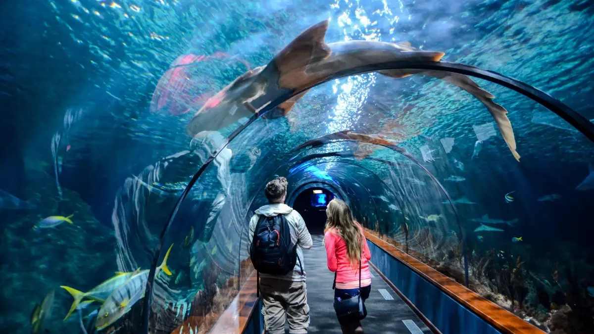Dubai-Aquarium-Virtual-Tour|Magic Garden Dubai|Dubai Miracle Garden Entry ticket with Hotel Transfer