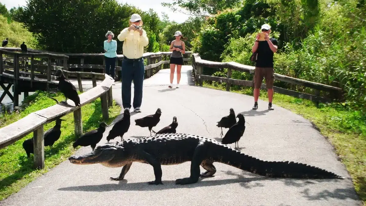 Everglades Animals