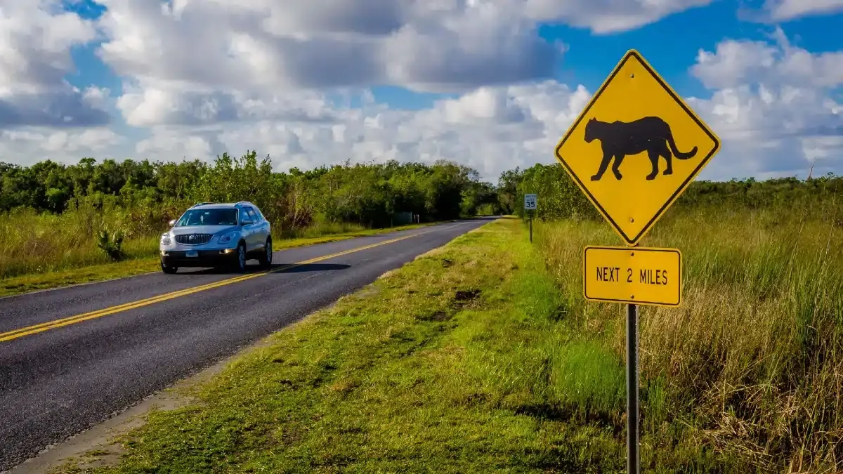 Everglades Loop Road Scenic Drive