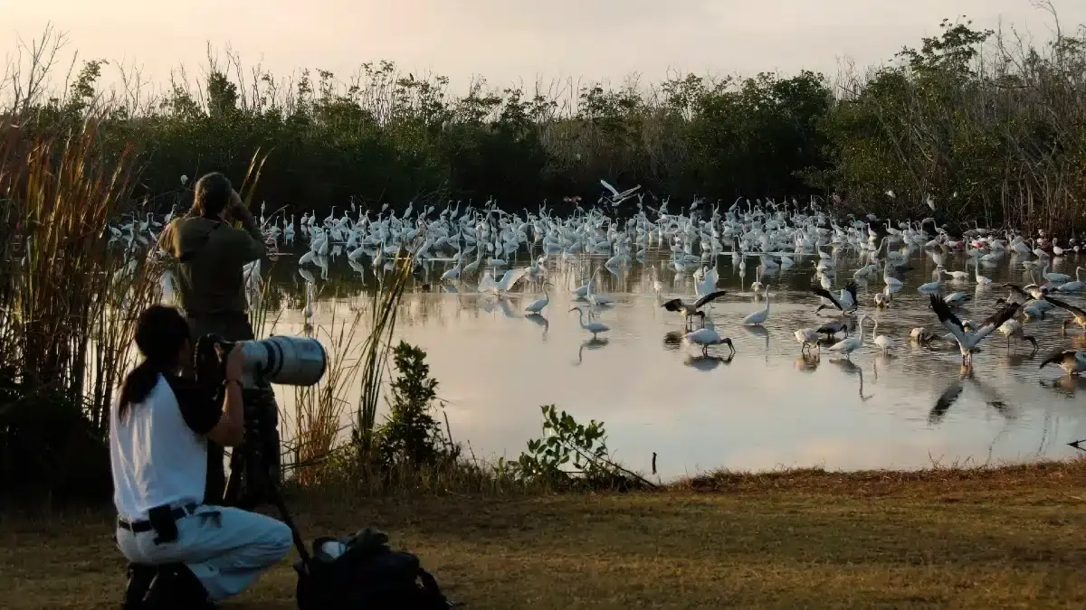 Everglades National Park Birdwatching