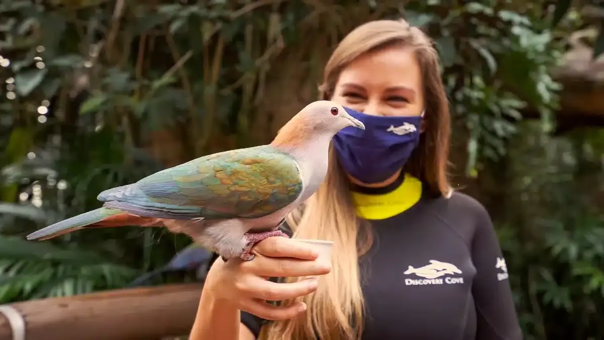 Explorer’s Aviary Discovery Cove|