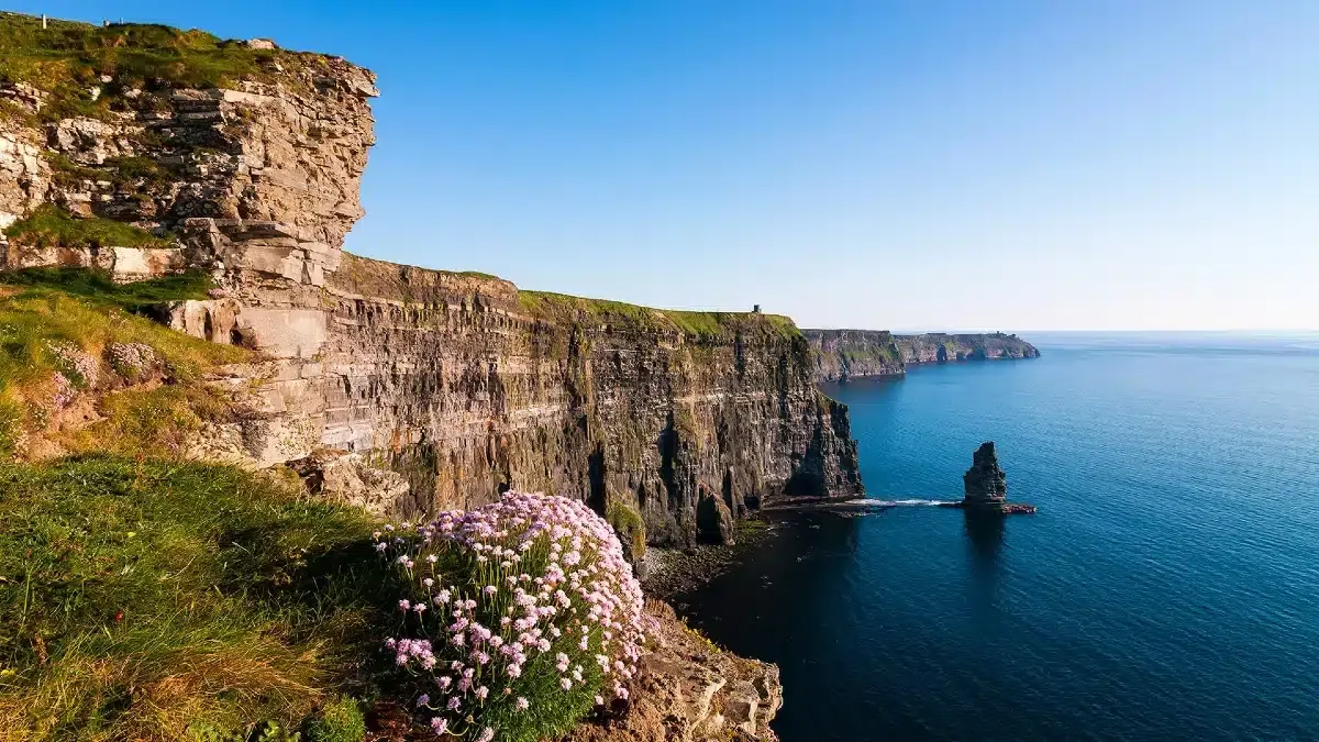 Landscape Wildflowers|What makes Cliffs of Moher flowers and plants interesting|Cliffs of Moher flowers and their specialty|Burren flowers Cliffs of Moher