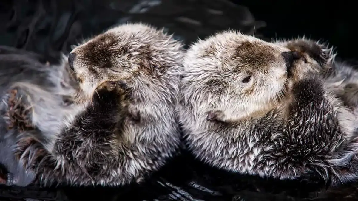 Lisbon Oceanarium Animals|