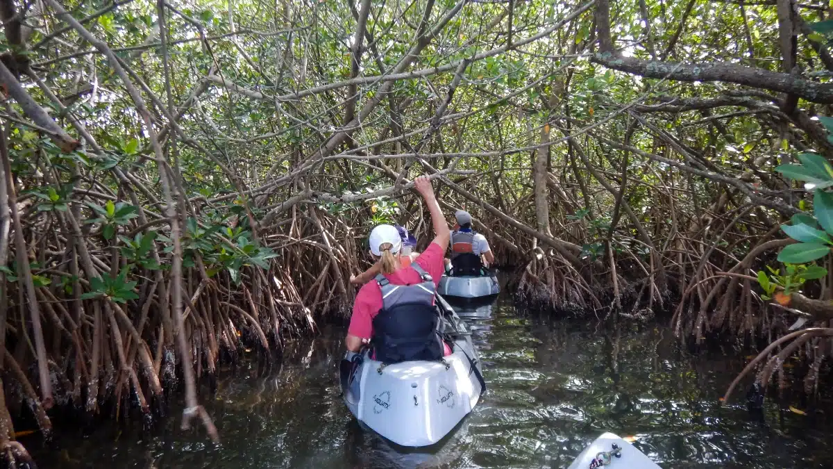 Mangrove Tunnel Kayak Eco Tour