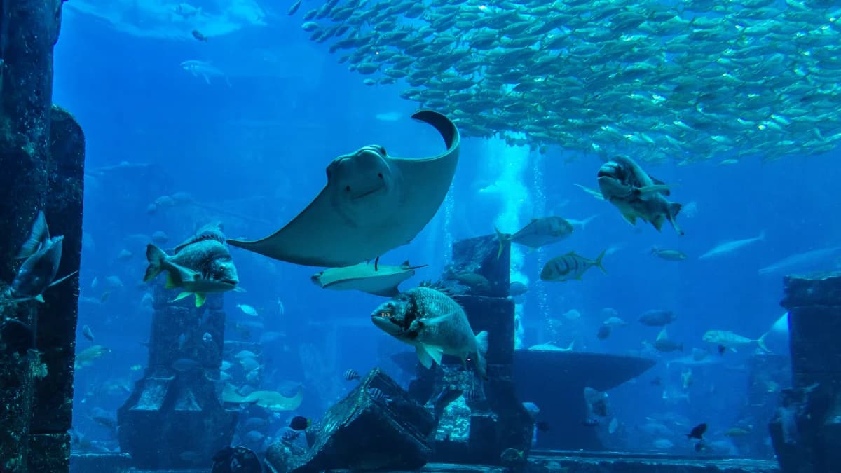 Ray-Encounter-Dubai-Aquarium|What is the Dubai Aquarium Ray Encounter||Ray Encounter Dubai Aquarium Tickets