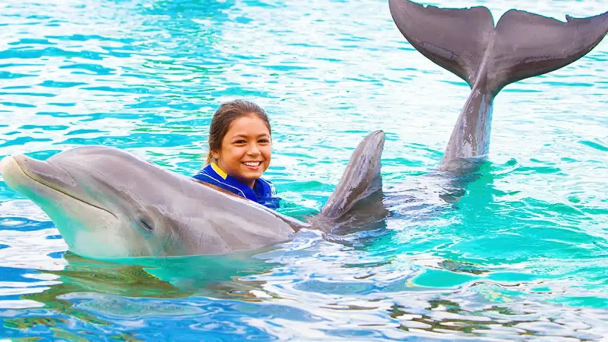 Sea Life Park Activities and Shows