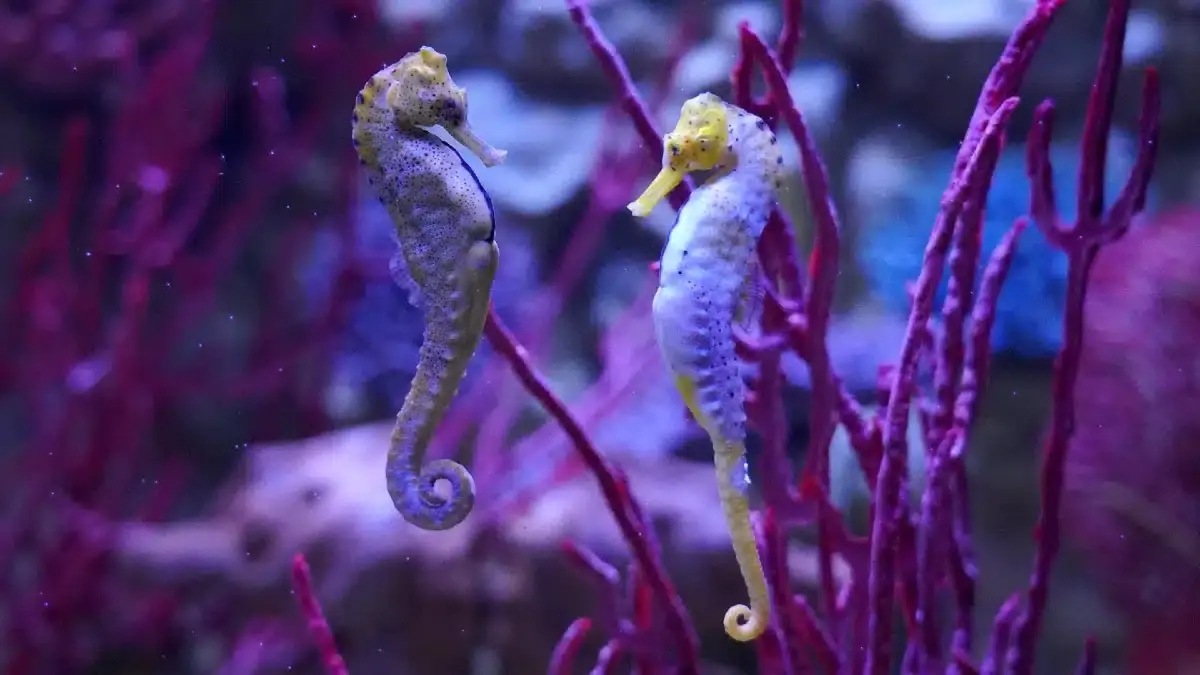 Sealife entry ticket.