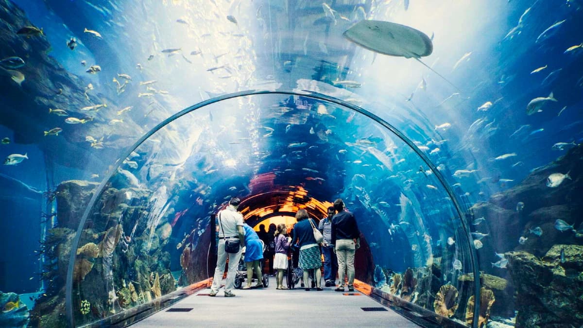 dubai aquarium tunnel||Dubai Mall Aquarium Tunnel