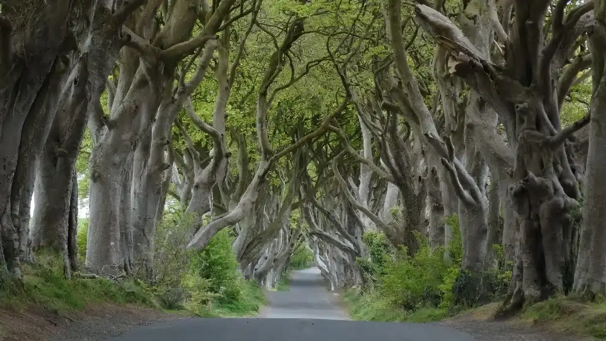 The-Dark-Hedges||||The Dark Hedges at Night|The Dark Hedges Game of Thrones Scene