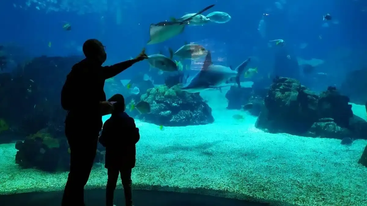 Tips to Visit Lisbon Oceanarium