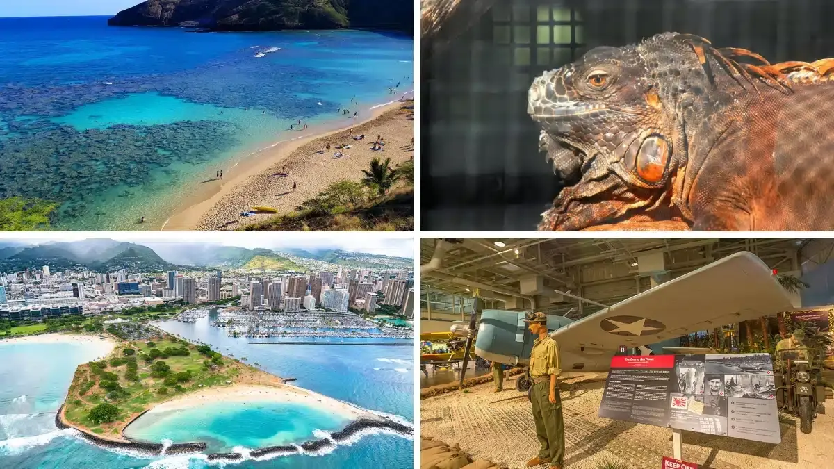 sea life park nearby attraction|tips for visiting sea life park