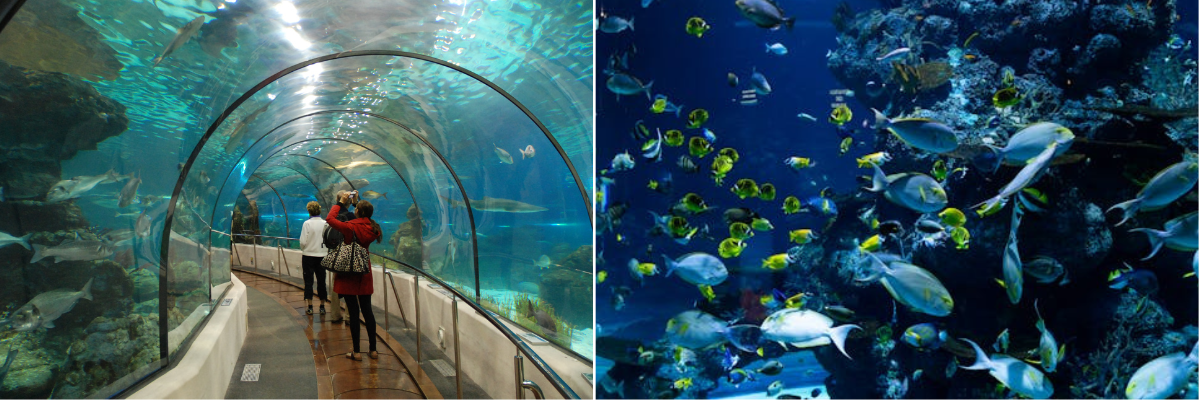 Barcelona Aquarium’s 5 Unique Themed Aquariums