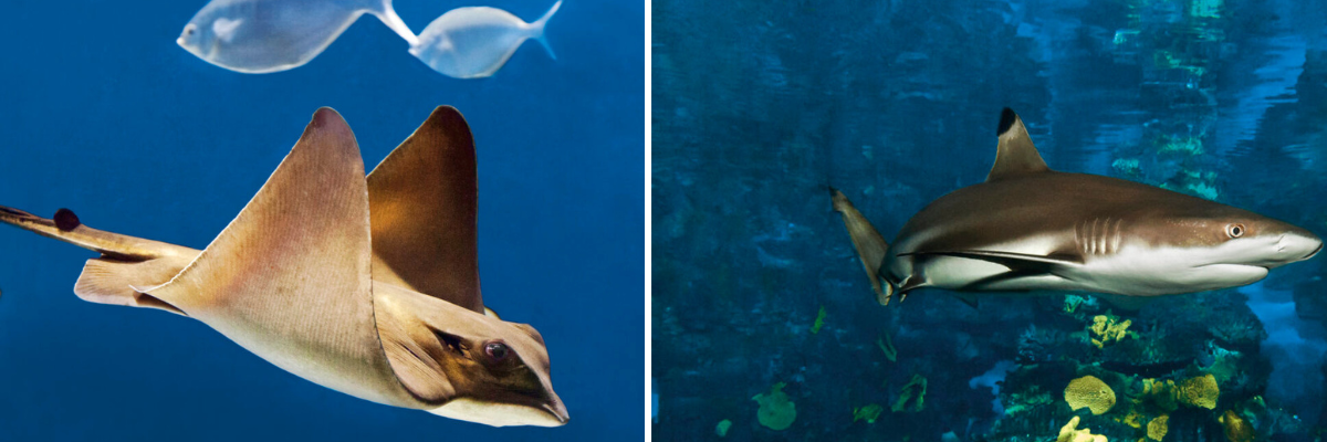 The Mediterranean Aquariums at Barcelona Aquarium