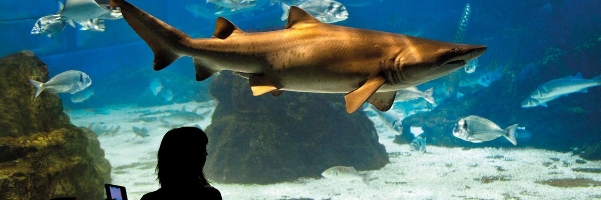 Barcelona Aquarium Oceanarium: The Shark Tunnel