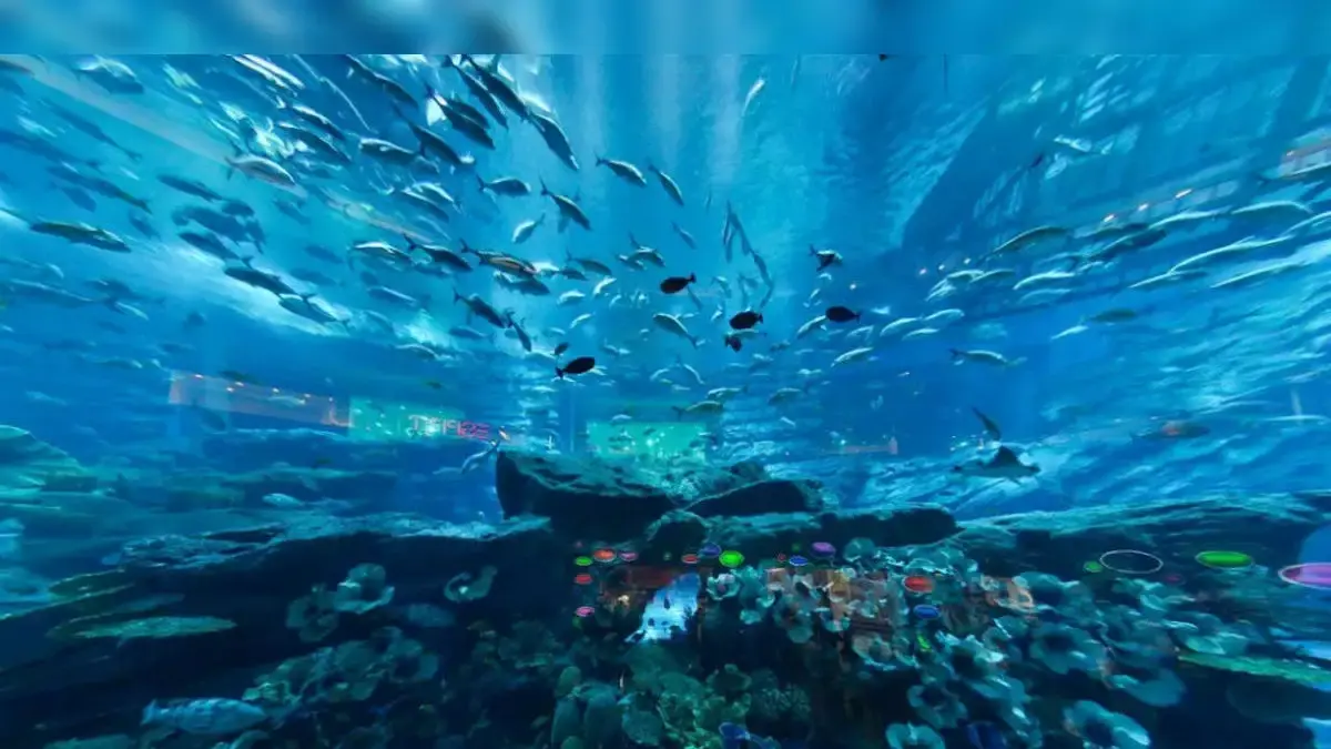 Aqarium.webp||