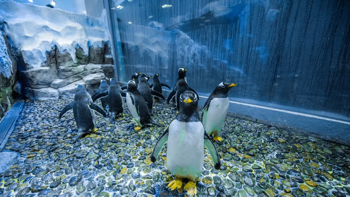 penguine-cove-dubai-mall