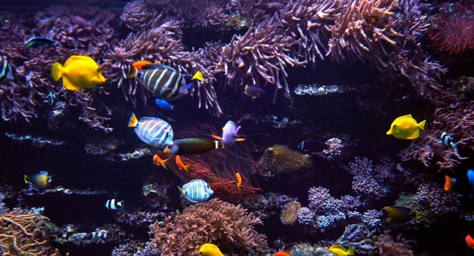 Diverse Range of Marine Species