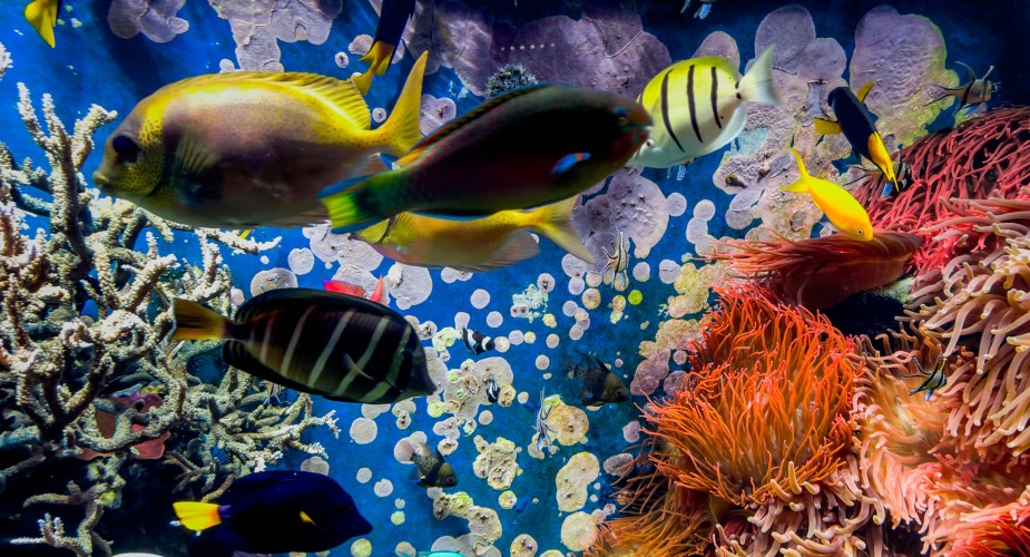 Hawaiian Reef Tank