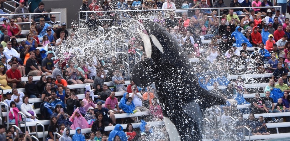 Thrilling Shows and Presentations sea life