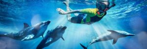 Dolphin Experiences at Aquaventure Dubai