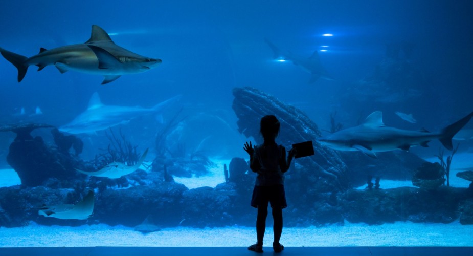Face-to-Face with Sharks
