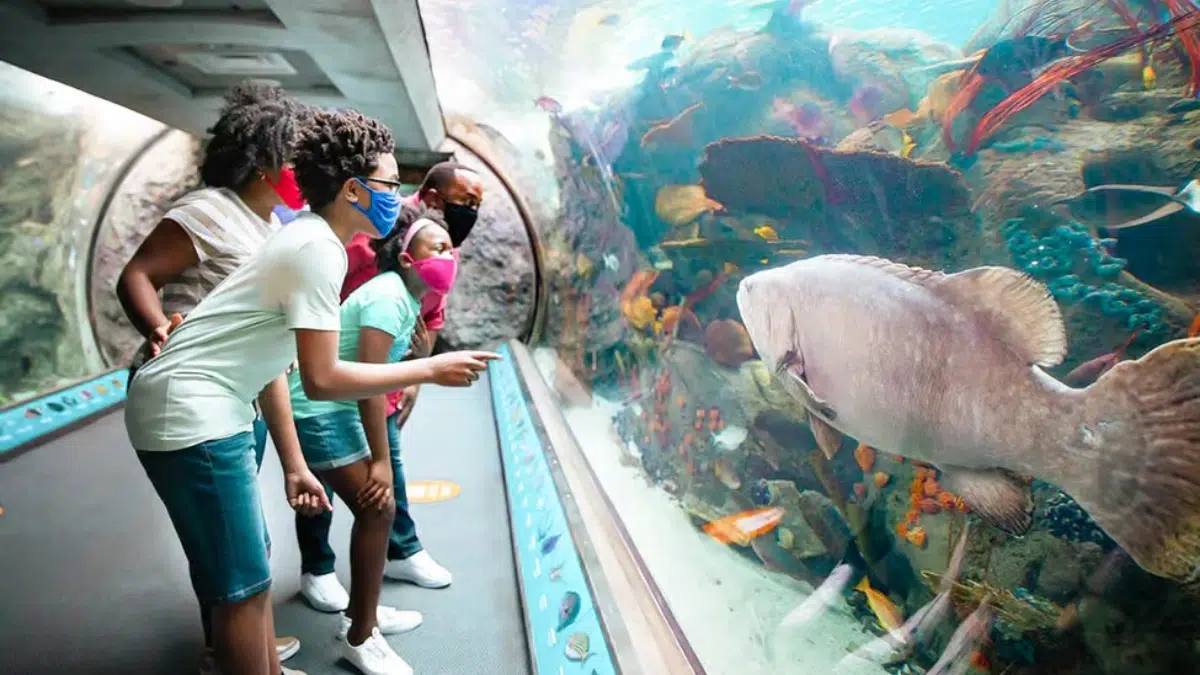 Exhibits at the Aquarium of the Pacific