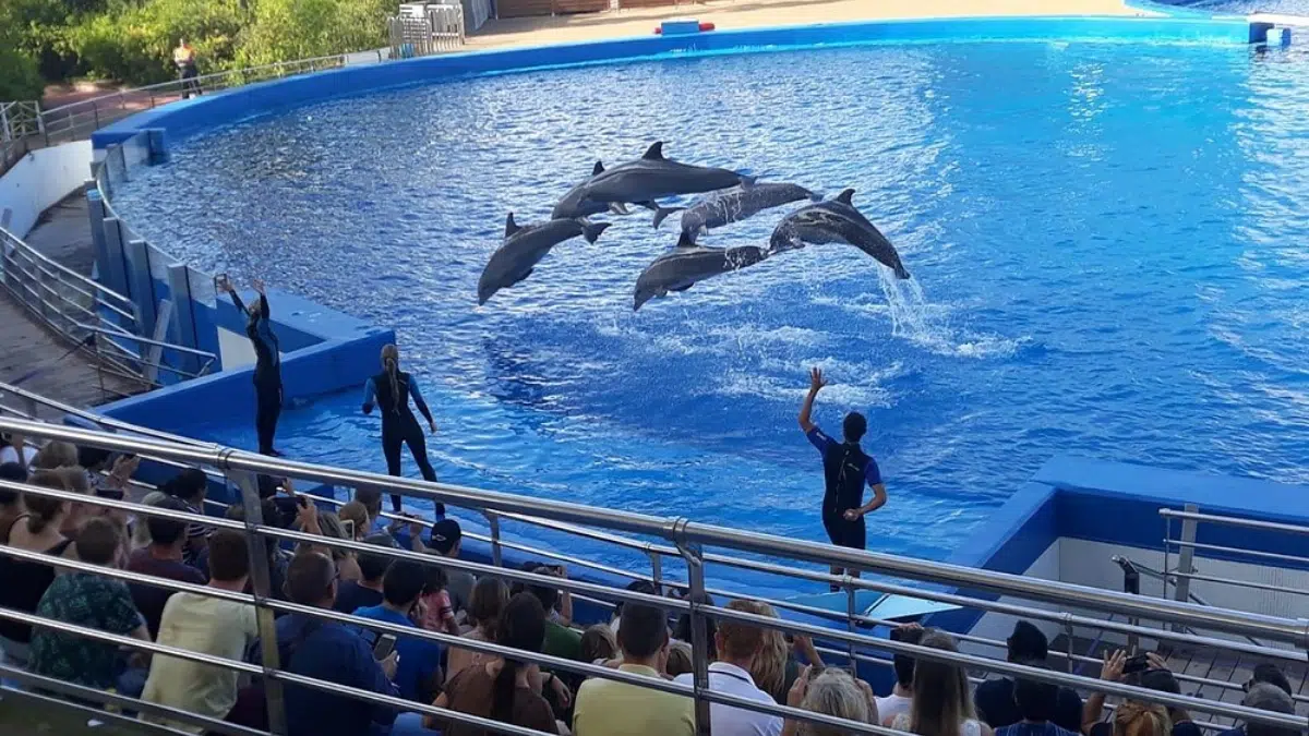 Oceanogràfic de Valencia Skip-the-line Ticket
