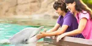 Animal Experiences|Animal Experiences Presentations Sea World Abu Dhabi