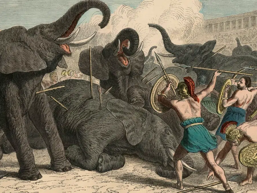 Animal Hunting (Venation)