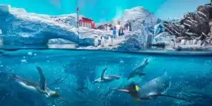 Antarctica Realm||Antarctica Realm