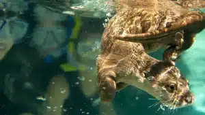 Discovery Cove Freshwater Oasis|