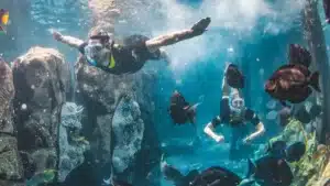 Discovery Cove Orlando