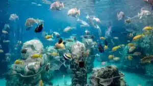 Discovery Cove Snorkeling at Grand Reef