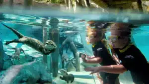 Discovery Cove vs Seaworld