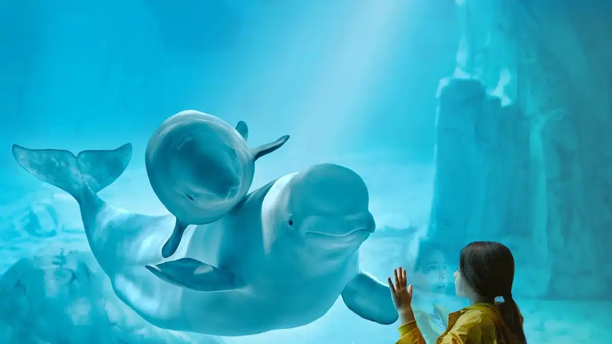 Oceanografi Valencia – Dolphinarium|