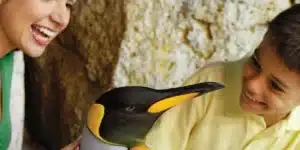 Seaworld Abu Dhabi Private Tours|Sea World Yas Island Annual Pass