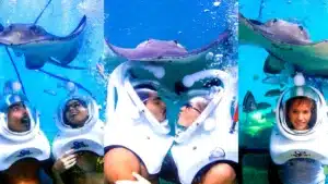 Stingray Encounter|