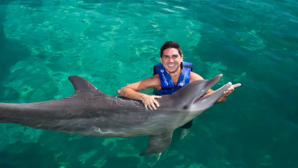 Swain + Dolphin Interax|