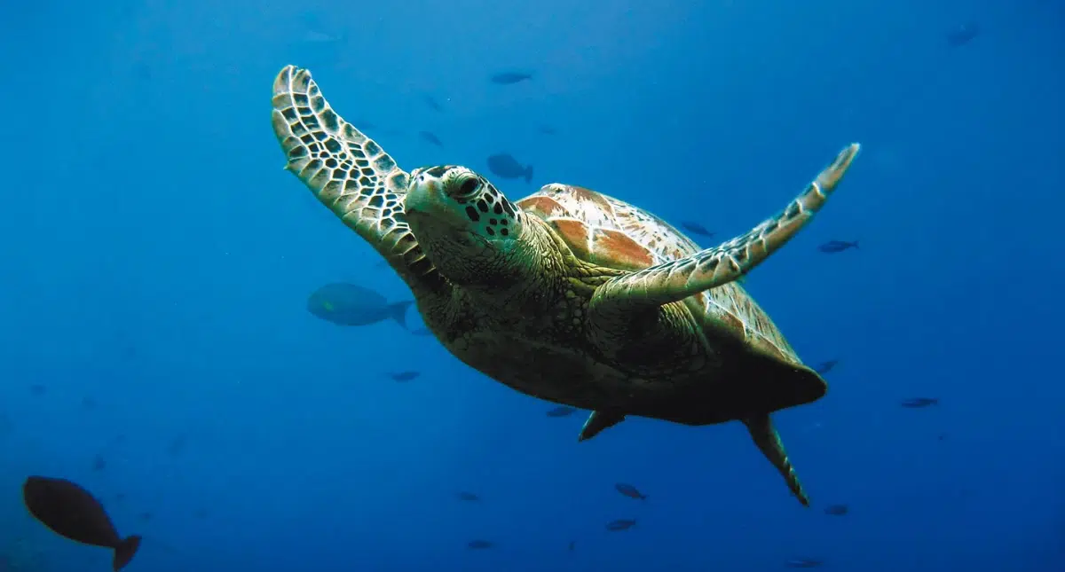 Sea Life
